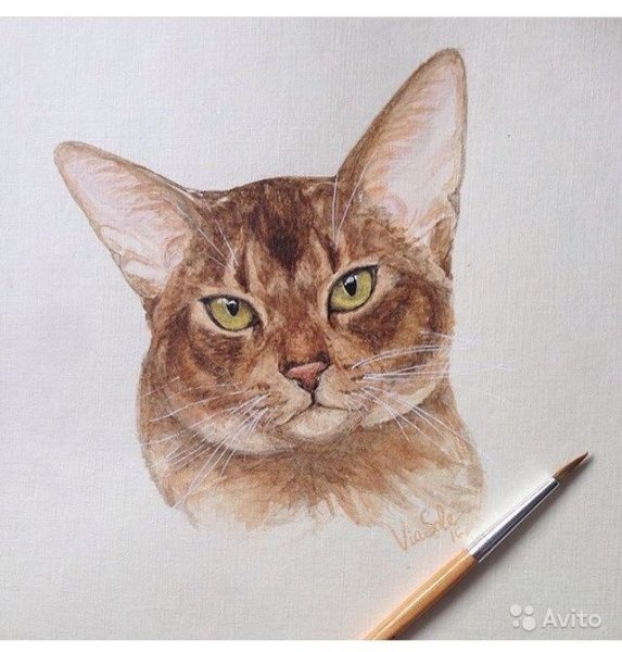 Абиссинская кошка карандашом