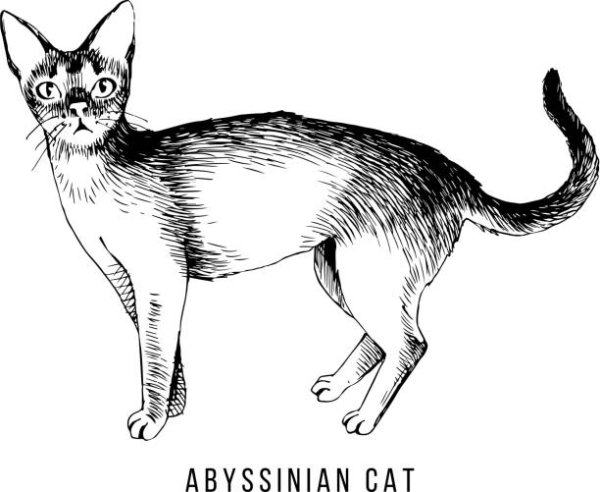 Абиссинская кошка вектор