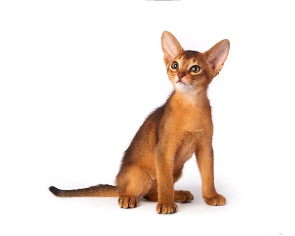 Абиссинская кошка