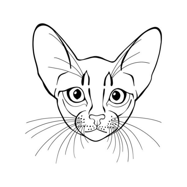 Абиссинская кошка эскиз