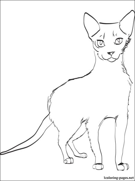 Раскраски абиссинских котов