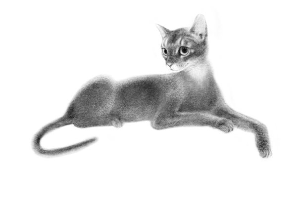 Абиссинская кошка