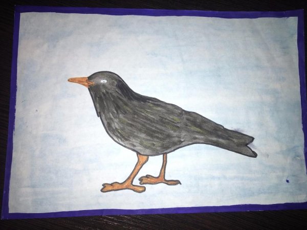 Скворец рисование птицы