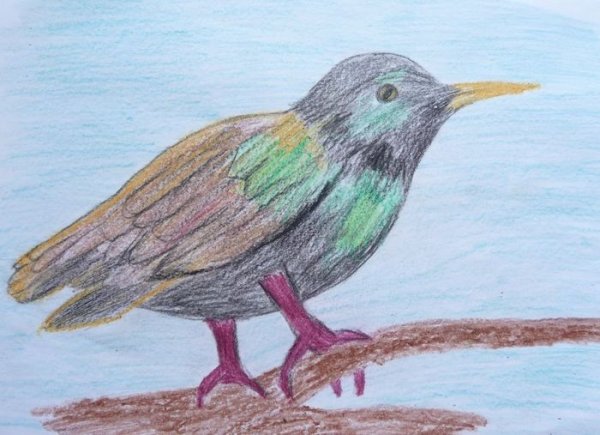 Птица цветными карандашами для детей