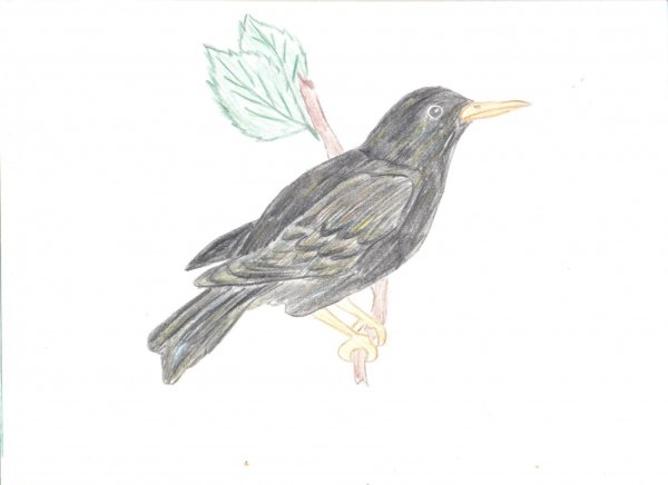 Скворец рисунок карандашом