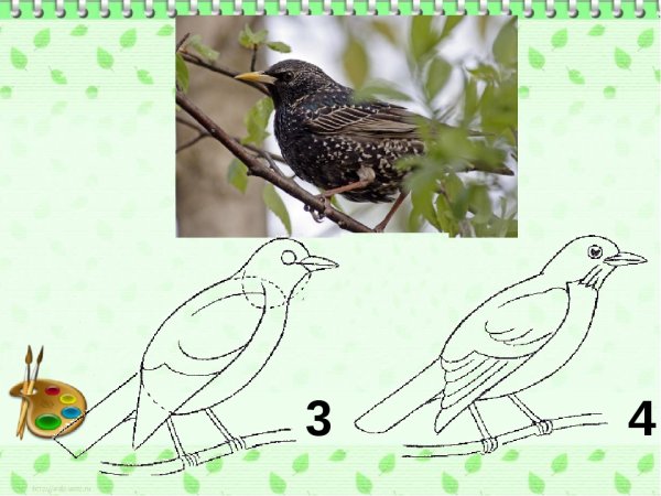 Рисование скворца