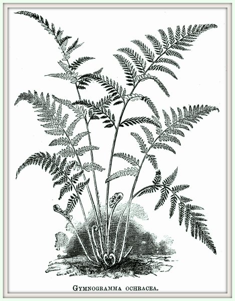 Папоротник рисунок карандашом