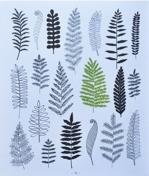 Ветка папоротника