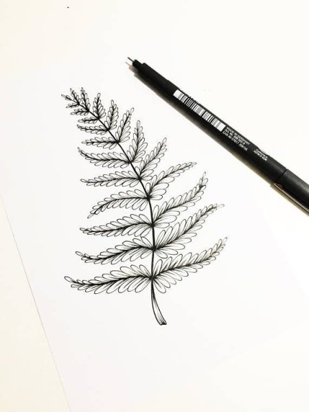 Dryopteris ludoviciana