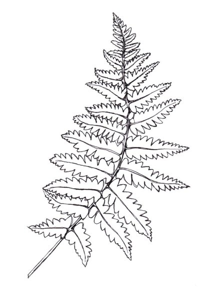 Раскраски комнатные растения папоротник