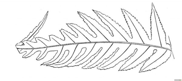 Папоротник раскраска для детей