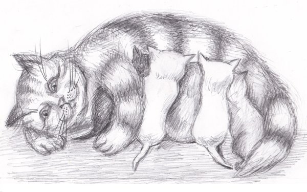 Рисунок кошки легкий