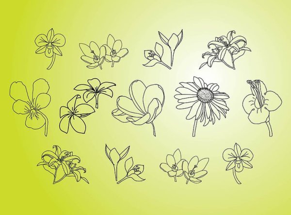 Цветы карандашом легко