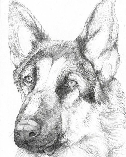 Овчарка эскиз