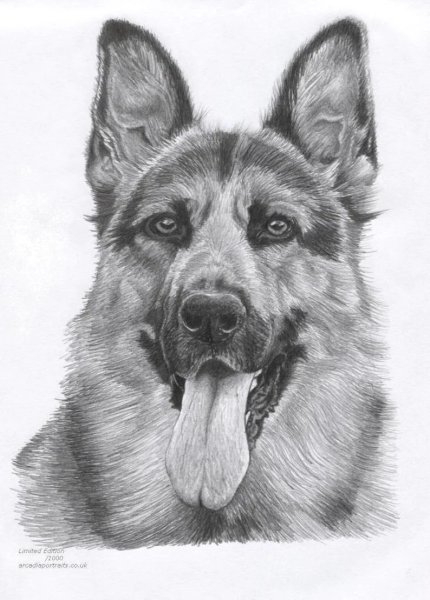 Овчарка для срисовки