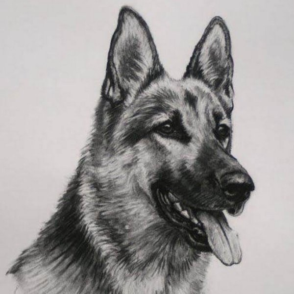 Немецкая овчарка карандашом