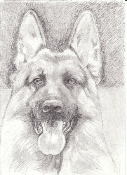 Немецкая овчарка карандашом