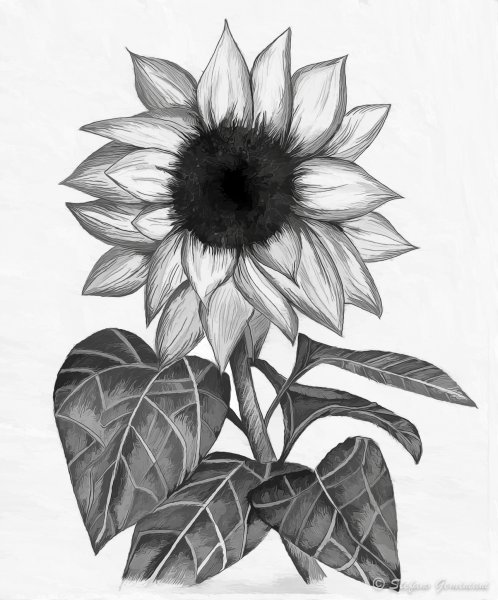 Трафареты подсолнухов