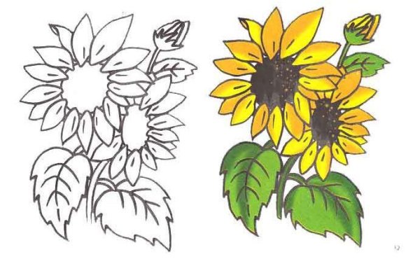 Подсолнух рисунок карандашом