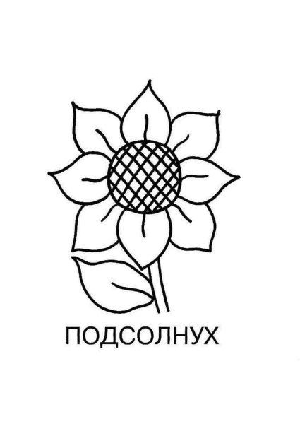 Контур цветок подсолнух