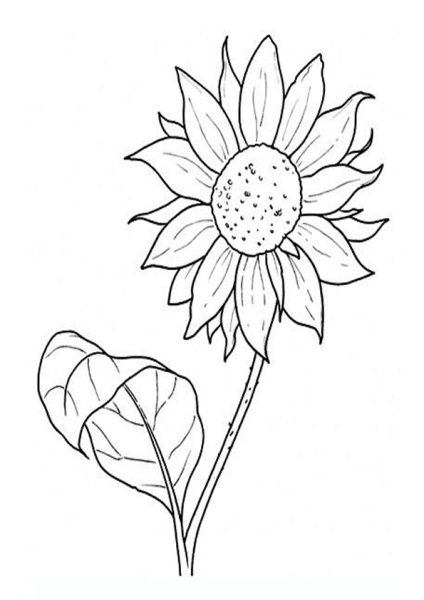 Подсолнух рисунок красками