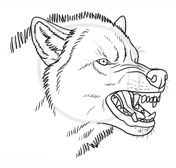 Пасть волка рисунок карандашом