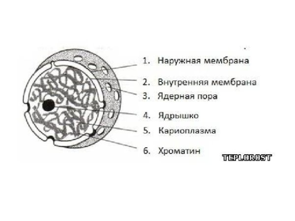 Схема строения ядра клетки