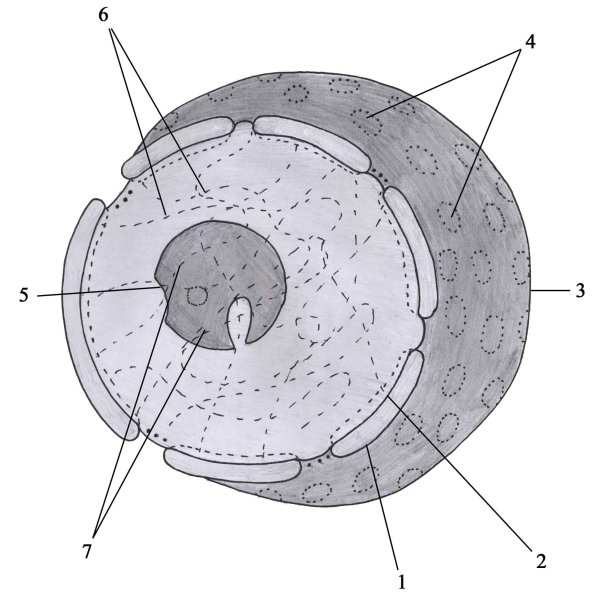 Биология строение ядро ядрышко
