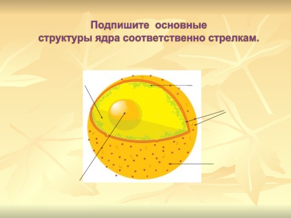 Схема ядра эукариотической клетки