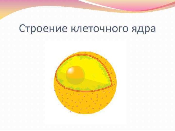 Ядро клетки