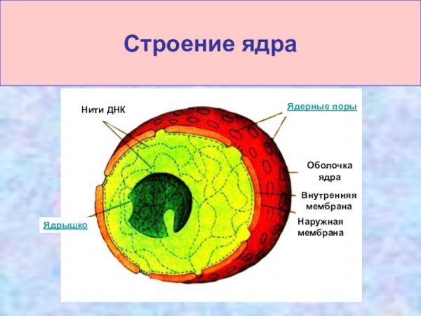 Будова ядра