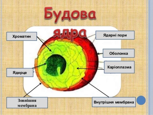 Строение ядра клетки