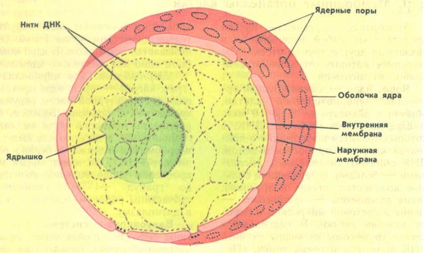 Структура эукариотической клетки ядро ядрышко