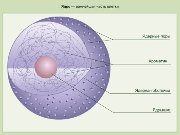 Строение ядра клетки рисунок