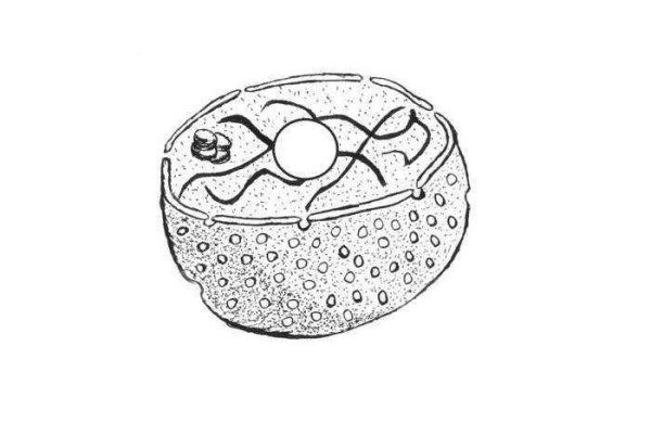 Строение ядра эукариотической клетки схема