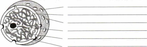 Строение клеточного ядра рисунок