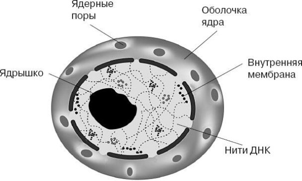 Клетка оболочка ядро цитоплазма