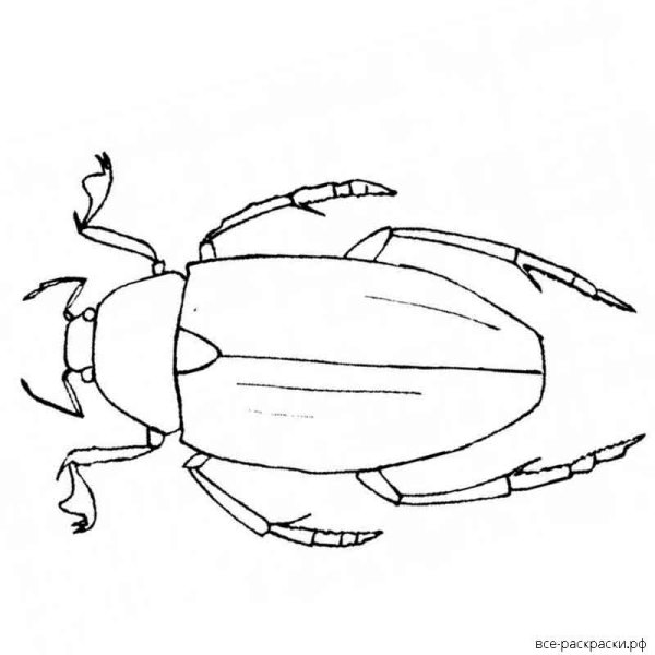 Жук раскраска для малышей