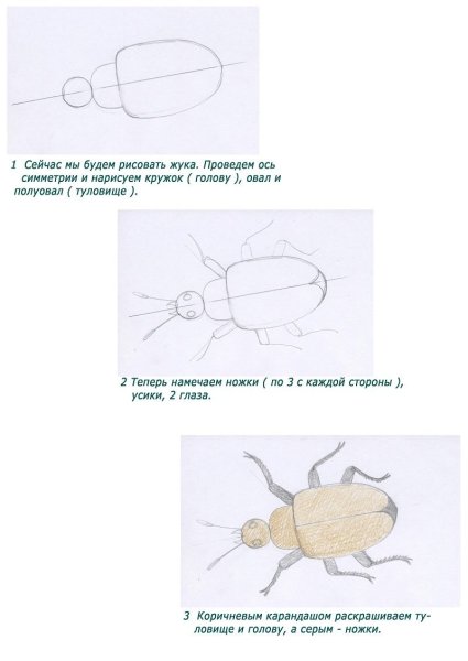 Майский Жук поэтапное рисование