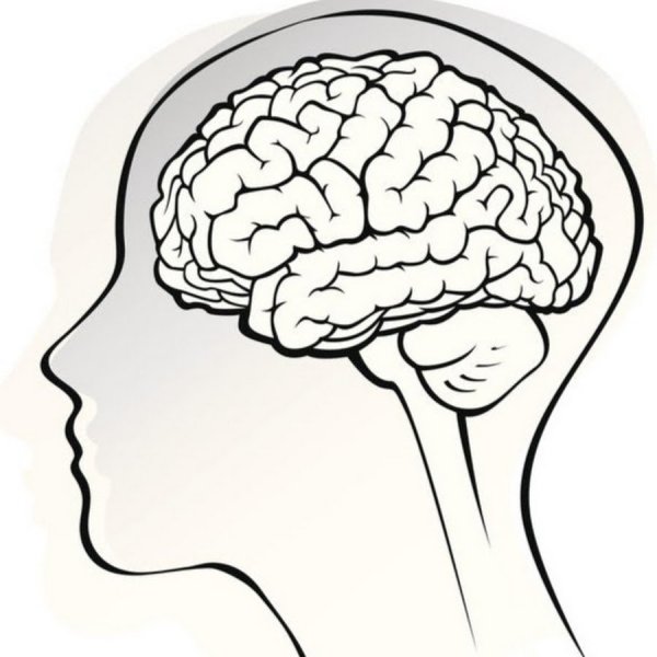 Мозг раскраска