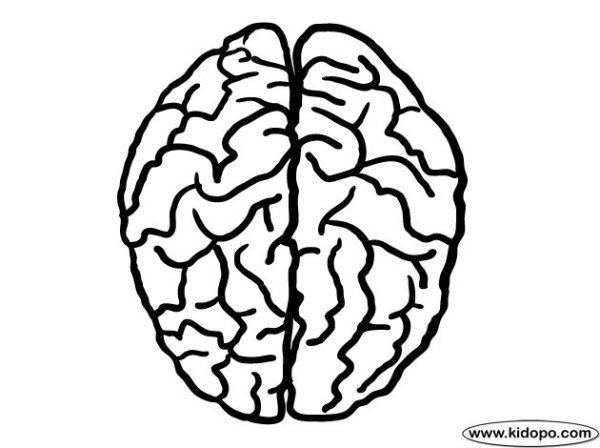 Раскраска мозг человека для детей
