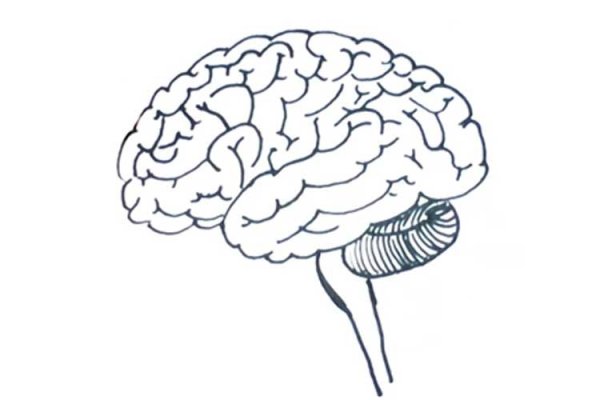 Поэтапное рисование мозга