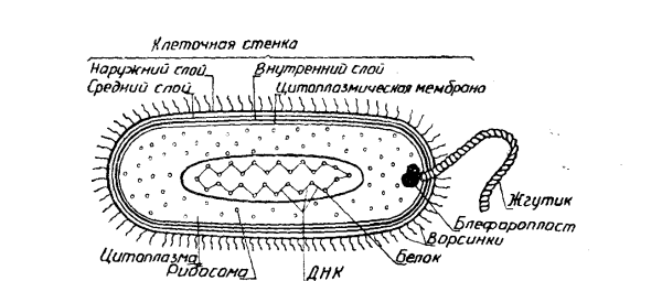 Строение клетки бактерии рисунок