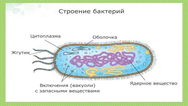 Модель бактериальной клетки 5 класс биология рисунок