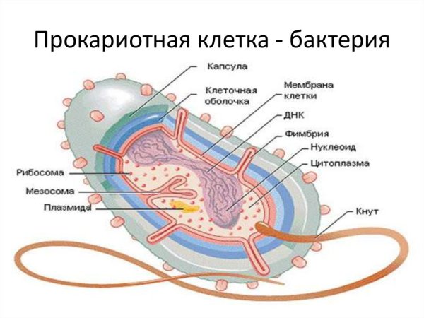 Структура бактериальной клетки рисунок с подписями