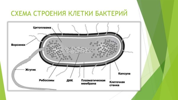 Строение микробной клетки микробиология