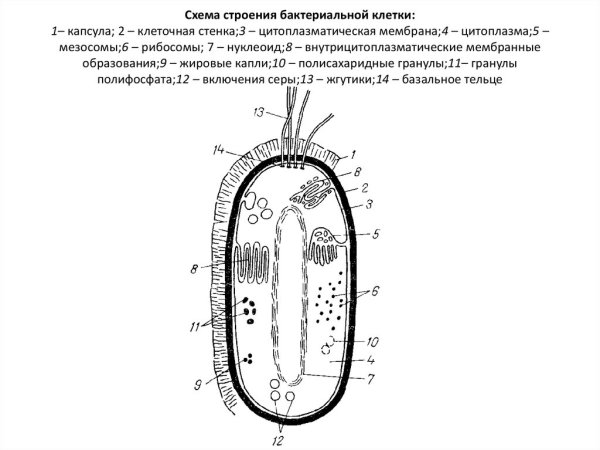 Строение клетки бактерии