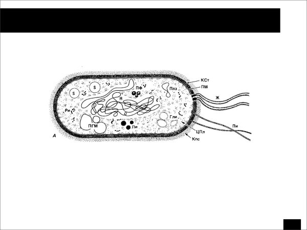 Структура строения бактериальной клетки