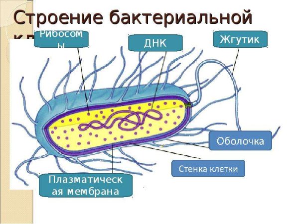 Структура строения бактериальной клетки