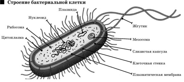Бактериальная клетка рисунок карандашом